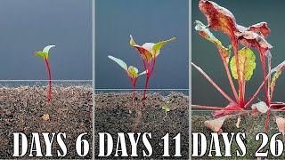 Beetroot time lapse - 26 days of growing