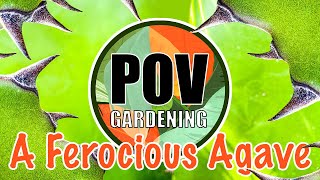 POV Gardening - Planting my most DANGEROUS Plant, a Ferocious Agave Ferox...