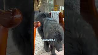 🐶一天天的，反了天了我看你们是 😉 #dog #pets #加布 #萌宠 #藏獒 #宠物 #shortsvideo #狗狗