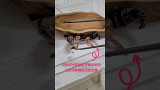 肥尾守宮‘’摩卡‘’的成長日記 Baby Gecko Moca's Daily Life ：不吃蟲泥怎麼辦？兩種騙食小技巧趕快來試試😆   #肥尾守宮 #寵物 #爬虫類