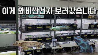 얼음물에서도 죽지않는 물고기?메다카 좋아 수족관(feat.게코,다트 프록)