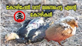 Chicken lice are not trivial...  കോഴി പേൻ നിസ്സാരക്കാരനല്ല