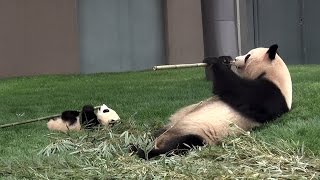 【完コピ♪】結浜🐼ママのマネに磨きがかかって来た！【赤ちゃんパンダ】　Giant Panda -Yuihin\u0026Rauhin-☆learns from a mom♪ 【完コピ♪】