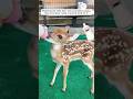 The kind-heart man discovered a stray fawn and adopted it #shorts