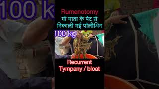 Rumenotomy in cow l Recurrent Tympany l bloat l dr umar khan