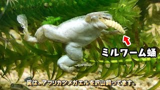 【閲覧注意】アフリカツメガエルにミルワームサナギを与えると・・。