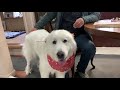 ブリーダーさんご訪問で大興奮のルンルンとアラン　great pyrenees　グレートピレニーズ