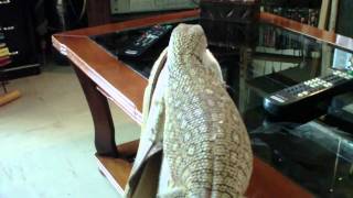 .varanus exanthematicus.