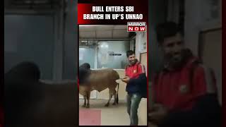 Bull Enters SBI's Branch In Uttar Pradesh's Unnao | #shorts #viralvideo