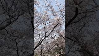 大久保駐屯地の桜祭りが綺麗すぎる②#shorts