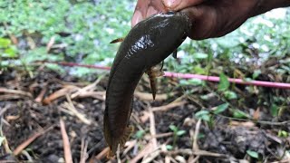 Amazing hook fishing/ଦେଖନ୍ତୁ କି ଚାରା ଆଉ କି ମାଛ ଖୋଡ଼ା/ବନିଶୀ ରେ!