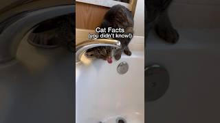 THIS is how often to bathe a cat!