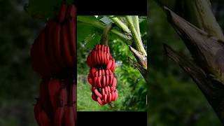 Red Banana #shorts #indianfruits