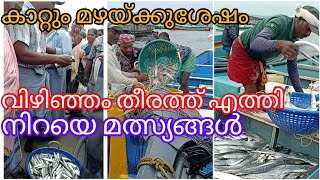 6.7.2023. വിഴിഞ്ഞത്ത് മത്സ്യ കൂമ്പാരം #BabysVlogs Angeles #viral# Kadal fish#🐠🐬🐠😲😲#