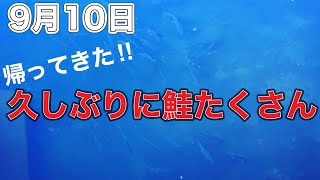 やっとたくさん鮭見れた！【鮭釣り】これからが勝負！