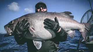 Massive kingfish, Monster Groper, big snaps!!!!