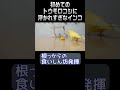 初めてのトウモロコシに浮かれすぎなインコ😆　 short インコ セキセイインコ 小鳥 お笑い おもしろ動画 parakeet budgerigar