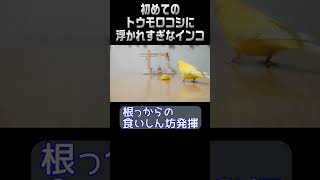 初めてのトウモロコシに浮かれすぎなインコ😆　 #Short #インコ #セキセイインコ #小鳥 #お笑い #おもしろ動画 #Parakeet #Budgerigar