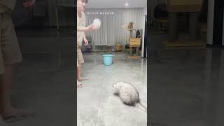 【#乔巴日记】万万没想到小猫咪也会做出这样的表情 #猫咪的迷惑行为 #猫咪 #猫咪成精了