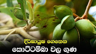 දීර්ඝායුෂ ගෙනෙන කොට්ටම්බා වල ගුණ | Properties of almonds that bring longevity | Kottamba