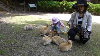 こんなしずくの話　２０１６　うさぎ島⑥　や～って言った～