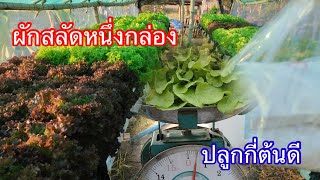 ปลูกผักสลัดในกล่องโฟม/#บ้านสวนกิตติธรา #ผักสลัด