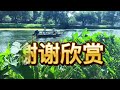 印尼民歌《船歌》 鄧麗君演唱， indonesian folk song