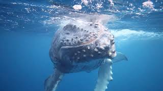 Swimming with a Curious Humpback Whale Calf - Tonga