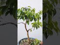 Ficus benjamina bonsai tree pruning #bonsaitree #bonsaiprojects #gardening