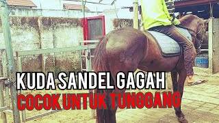 kuda sandel gagah 137cm ideal untuk endurance atau HBA