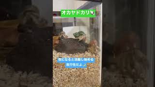 オカヤドカリ🐚紹介🙌つぶらな瞳が魅力的❤️#ヤドカリ #図鑑 #ペット