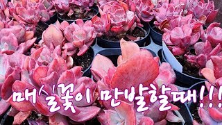 3월22일 ㅡ정원다육ㅡ 남쪽에서 부는바람에 목련꽃이 만발했네요. 국민이와 화분들 봄소식에 전합니다.  정원댁010.7370.2040