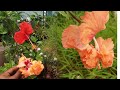 Rare Hibiscus Flowers on a Same Plant. #Shorts