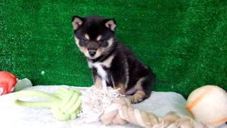 豆柴子犬7/9男の子♂2　摂州宝山荘　mameshiba dog Puppy （minishiba）