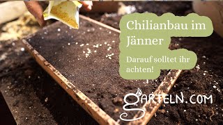 Chili Anbau im Jänner  - Tipps vom Gärtner für die Chili Anzucht