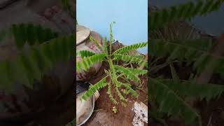 Plant a tight tree_ដាំដើមតាលឹងតឹង