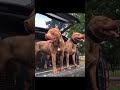 American bully❤️.bully dog attitude whatsapp status #pitbull#viral#dogfight#populardogs#shorts