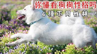 【養狗必看，新手必看】狗狗的冷知识。从狗狗的6種肉垫，看狗狗性格。不同“爪相”的狗狗，6種不同形状会是什么性格呢? 看看网传的狗狗“掌相”准不准吧~🐾「揭開狗狗性格秘密！從肉垫看出狗狗的六大特質」