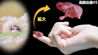 お疲れママが神経質に…高齢ハムスターの子育て4～5日目【出産】