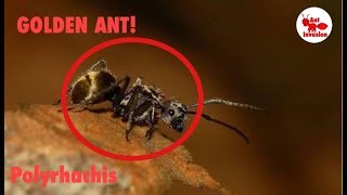 Polyrhachis ants! 500 SUBSCRIBER SPECIAL!