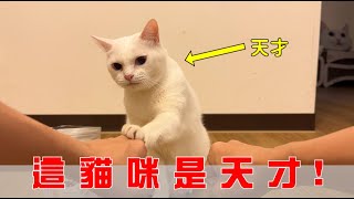 【豆漿 - SoybeanMilk】這貓咪是天才...