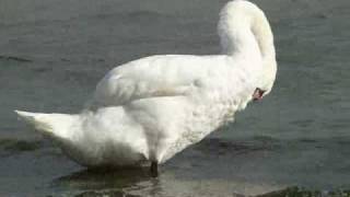 Putziger Höckerschwan, Cute Mute Swan, Cygnus olor