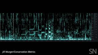 What fish made this sound? | Science News