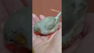 #shorts 人間の手を羽繕いするキンカチョウ  -Zebra finch grooming human hands-