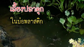 เลี้ยงปลาดุกในบ่อพลาสติกอย่างไรให้น้ำไสเปลี่ยนถ่ายน้ำอย่างไร