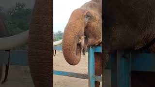 Elephant Camp Coorg.