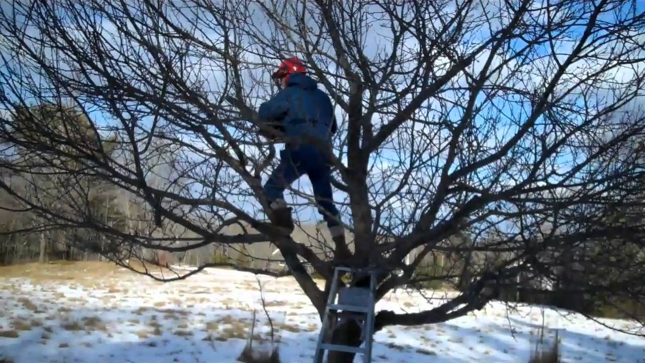 Pruning Apple Trees Youtube