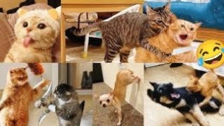 New Viral Funniest Animals And Pets Videos 😂😂 [ Cat Vs Dogs 🐕🐕Funny Video 2025 ] Cat are Cats ]