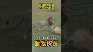 雄獅就像是個沒長大的孩子 #動物世界 #獅子