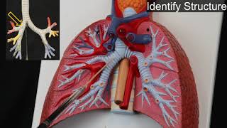 Quiz on Respiratory System and Additional Structures of the Thorax